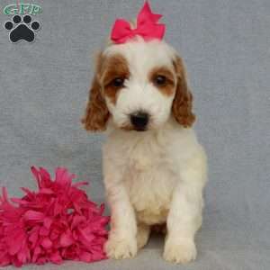 Princess-(Medium), Goldendoodle Puppy